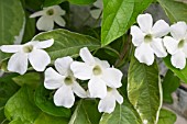 THUNBERGIA ALATA CLEAR EYED WHITE