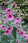 ANISODONTEA CAPENSIS EL RAYO