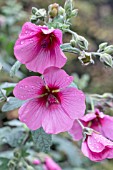 ANISODONTEA CAPENSIS EL RAYO