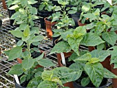 SWEET PEPPERS (CAPSICUM PLANTS)