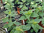 SWEET PEPPERS (CAPSICUM PLANTS)