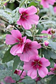 ANISODONTEA CAPENSIS EL RAYO