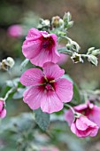 ANISODONTEA CAPENSIS EL RAYO