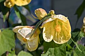 ABUTILON JACQUELINE MORRIS