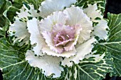 BRASSICA OLERACEA BLUSH PINK