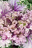 BRASSICA OLERACEA FRINGED PINK