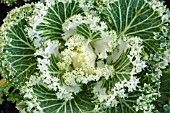 BRASSICA OLERACEA FRINGED WHITE