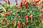 CAPSICUM ANNUUM VOLANTE HOT RED