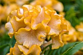 CELOSIA CRISTATA GOLDEN YELLOW