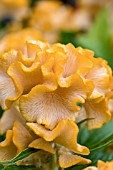 CELOSIA CRISTATA GOLDEN YELLOW