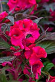 CELOSIA CRISTATA RUBY RED