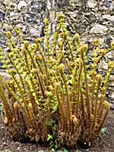 DRYOPTERIS PSEUDOMAS (SCALY MALE FERN)