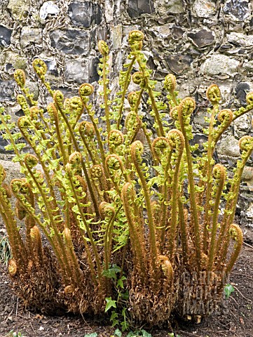 DRYOPTERIS_PSEUDOMAS_SCALY_MALE_FERN