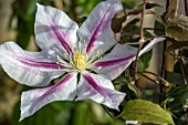 CLEMATIS ANDROMEDA