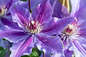 CLEMATIS INES