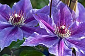 CLEMATIS INES