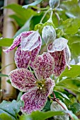 CLEMATIS CIRRHOSA FRECKLES