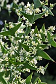 COLLETIA PARADOXA