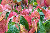 CORNUS FLORIDA SPRING SONG