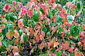 CORNUS FLORIDA SPRING SONG