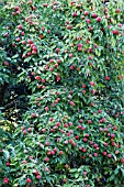 CORNUS KOUSA