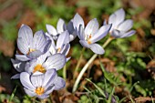 CROCUS PULCHELLUS