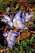 CROCUS KOTSCHYANUS (ZONATUS)