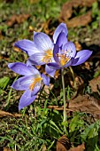 CROCUS KOTSCHYANUS (ZONATUS)