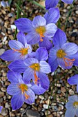 CROCUS SPECIOSUS