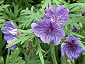 GERANIUM MALVIFLORUM