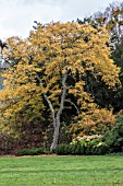 GLEDITSIA TRIACANTHOS