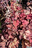 HEUCHERELLA BRASS LANTERNS