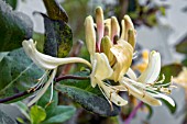 LONICERA PERICLYMENUM GRAHAM THOMAS