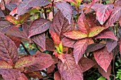 HYDRANGEA SERRATA BLUEBIRD