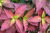 HYDRANGEA SERRATA GRAYSWOOD