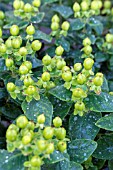 HYPERICUM X INODORUM MAGICAL LIMELIGHT