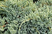 JUNIPERUS SQUAMATA BLUE CARPET