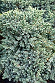 JUNIPERUS SQUAMATA BLUE STAR