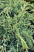 JUNIPERUS SQUAMATA HOLGER