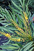 MAHONIA EURYBRACTEATA SOFT CARESS