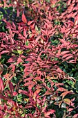 NANDINA DOMESTICA SEIKA