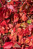 PARTHENOCISSUS QUADRANGULARIS ENGLEMANNII