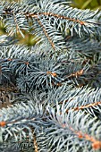 PICEA PUNGENS ERICH FRAHM