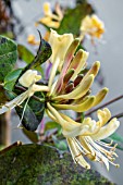 LONICERA PERICLYMENUM GRAHAM THOMAS