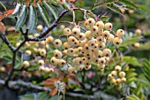 SORBUS JOSEPH ROCK