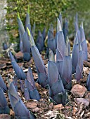 HOSTA FORTUNEI (SPRING SHOOTS)