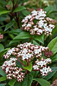 VIBURNUM TINUS SPIRIT