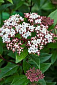 VIBURNUM TINUS SPIRIT