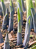 HOSTA FORTUNEI (SPRING SHOOTS)