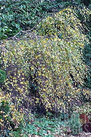 BETULA_PENDULA_YOUNGII